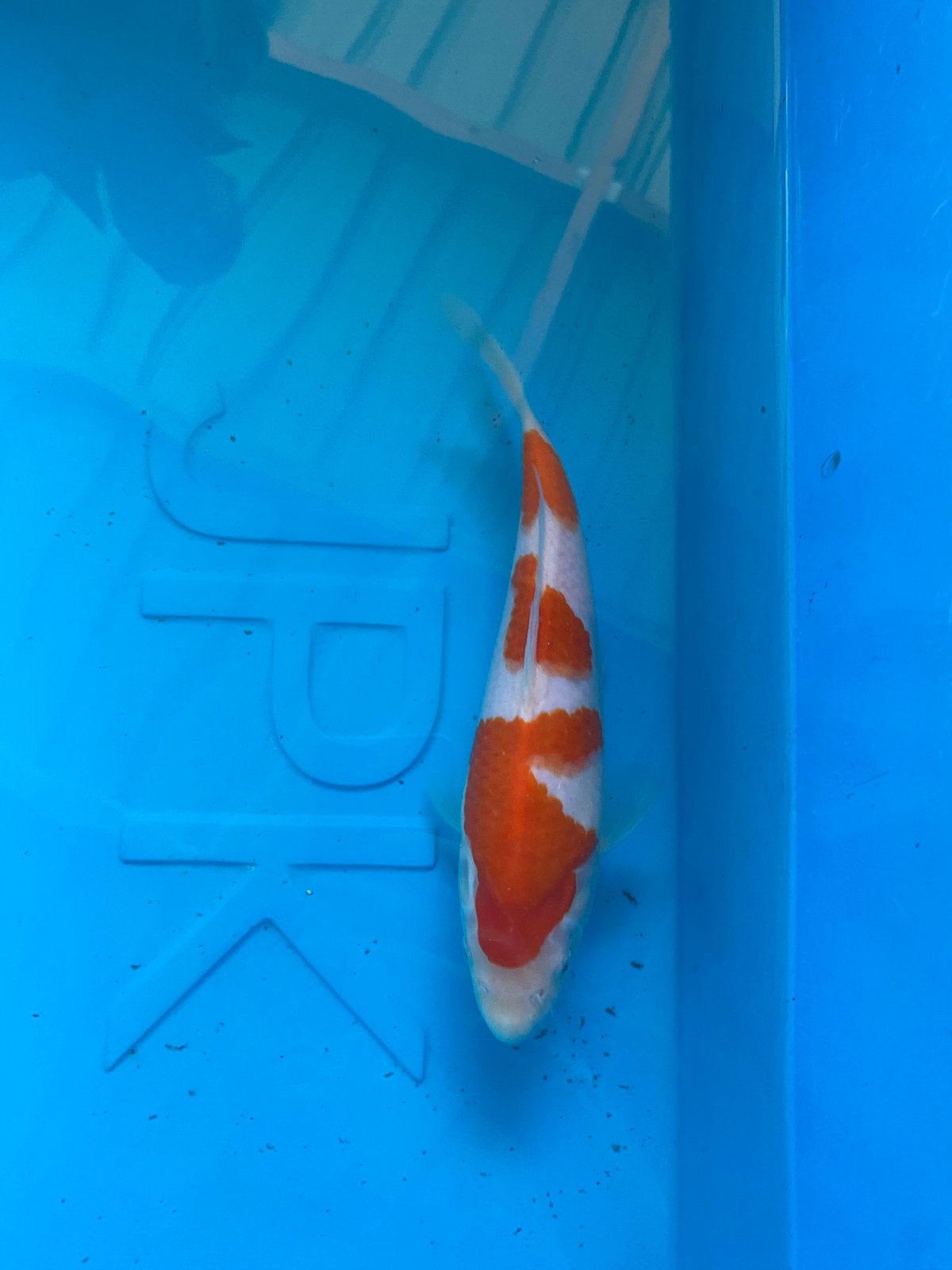 Kohaku, Carpe ou Koï