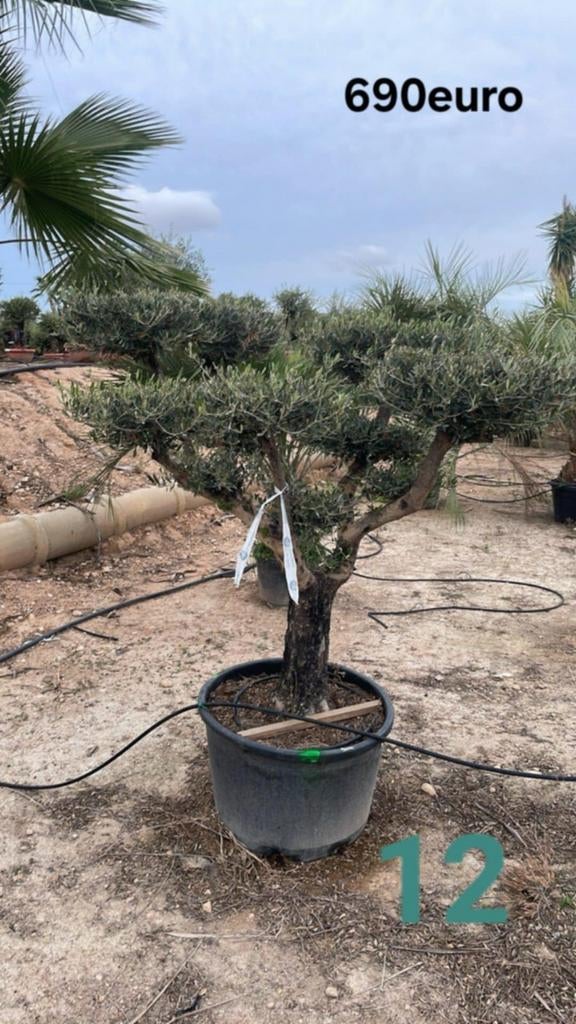 ‼️olijfbomen olea europaea plato aan stuntprijzen ‼️, Ophalen
