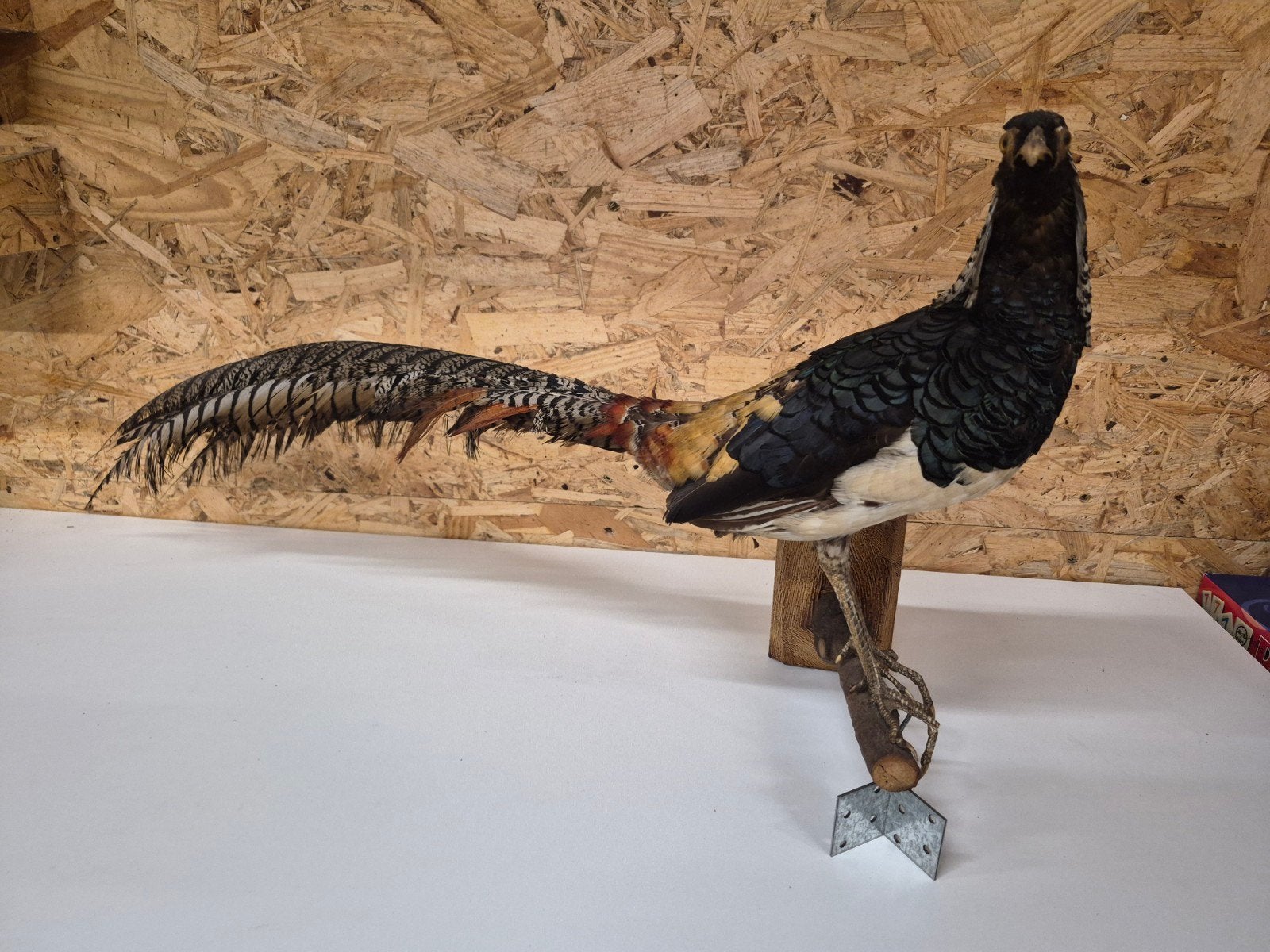 Taxidermie - Fazant, Ophalen of Verzenden