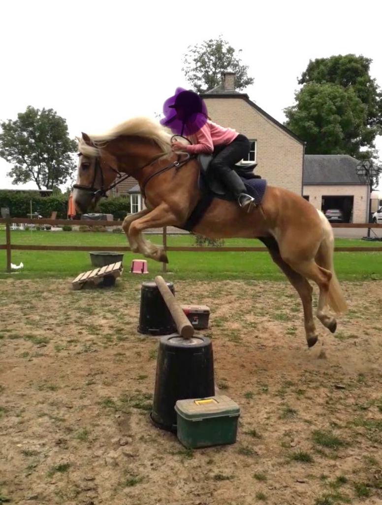 HAFLINGER jument, Jument