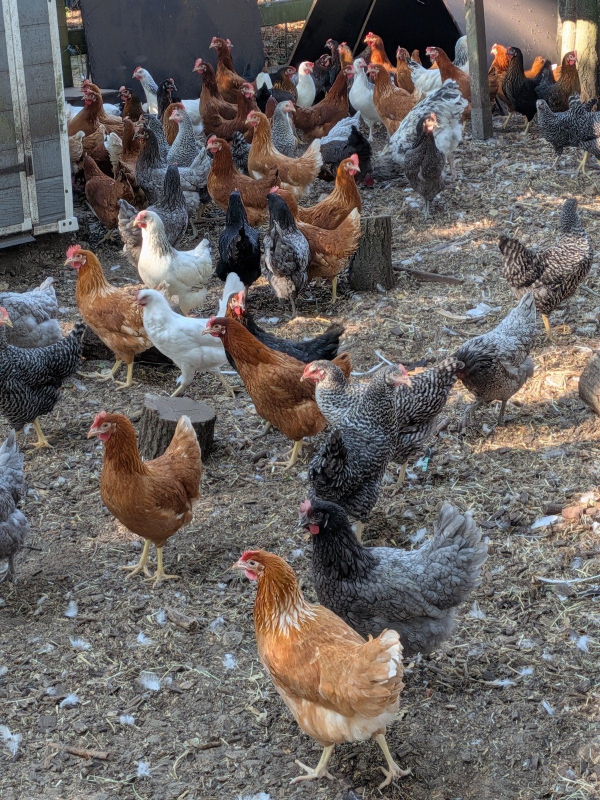 bleu de lande legkippen, Dieren en Toebehoren, Pluimvee