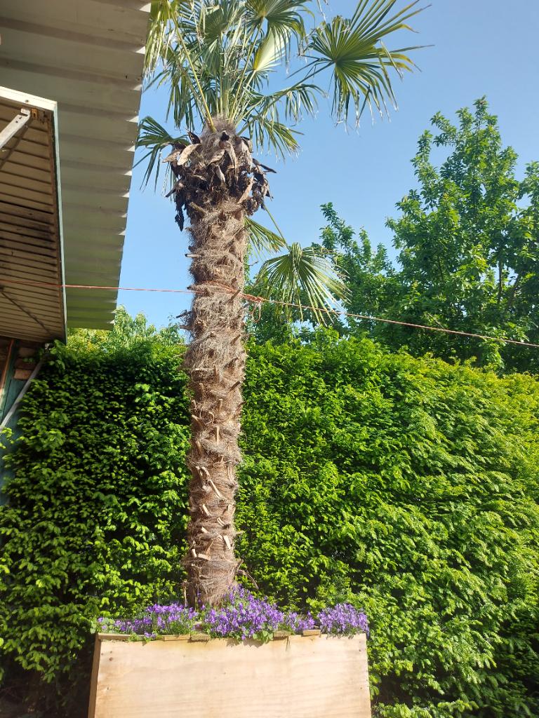 Palmboom Trachycarpus Fortunei, Bloeit niet, Palmboom, 400 cm of meer, Ophalen
