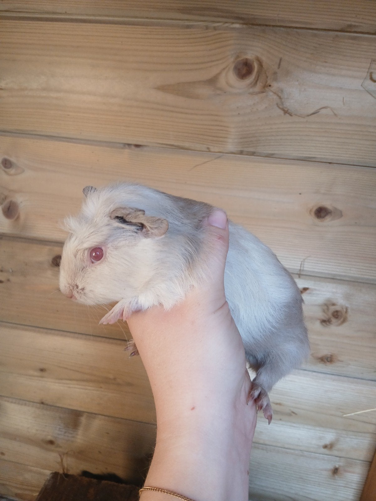 Cuy reuzencavia beer, Dieren en Toebehoren, Augustus, Cavia