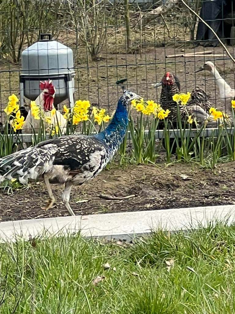 Koppel zwartvleugel pauwen, Dieren en Toebehoren