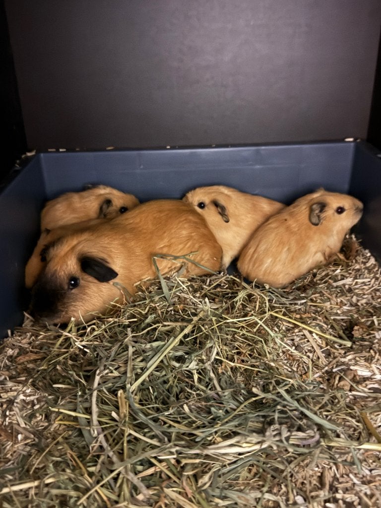 lieve cavia cali beertjes en zeugjes, Dieren en Toebehoren, Cavia, Meerdere dieren, Tam, September