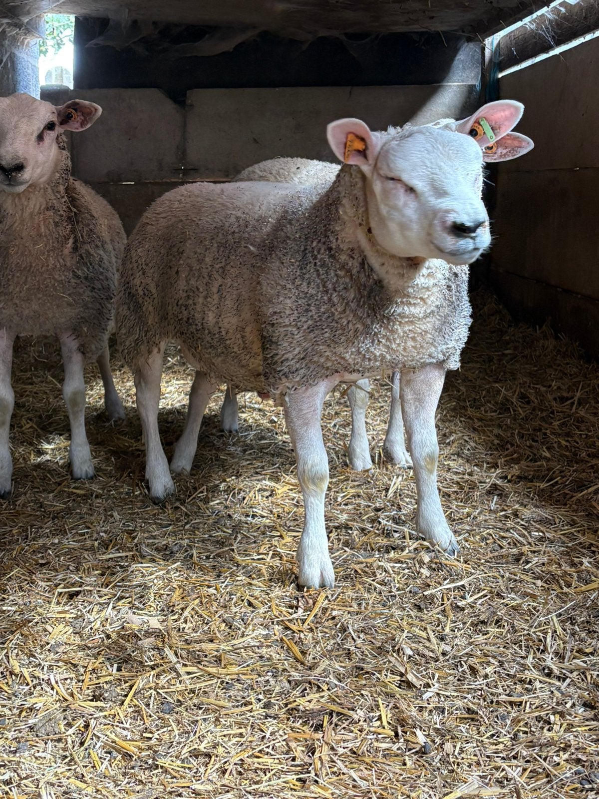 Dekrammen te koop ‼️NIET VOOR SLACHT ‼️, Animaux & Accessoires, Mâle, Mouton
