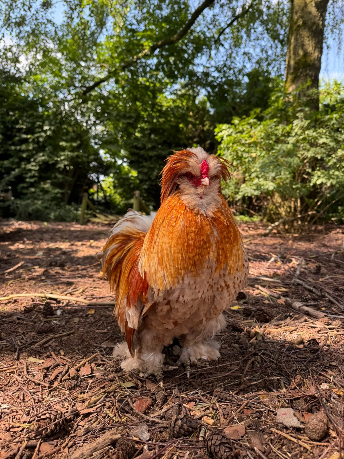 USA zijdehoen haan gladveer, Dieren en Toebehoren, Mannelijk, Kip