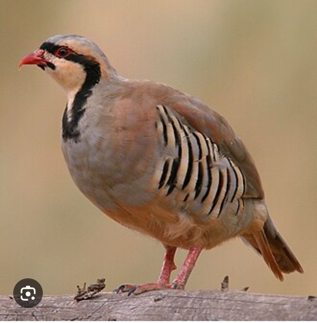 Chukar steenpatrijzen, Dieren en Toebehoren, Meerdere dieren