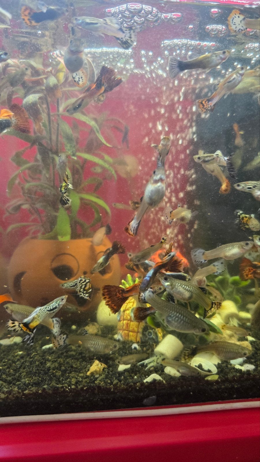 guppy's & platty's vissen, Dieren en Toebehoren