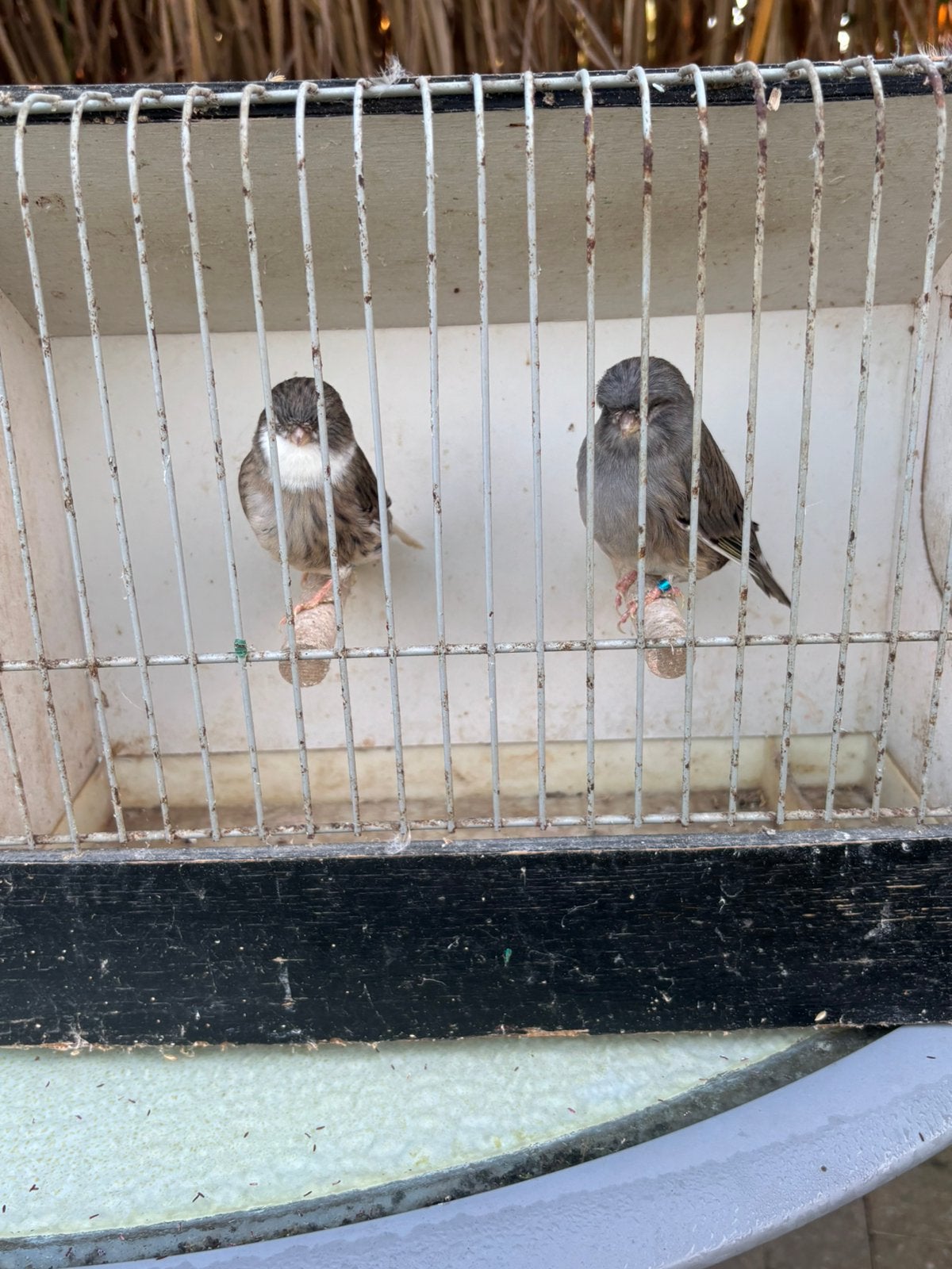 Glosters te koop, Dieren en Toebehoren
