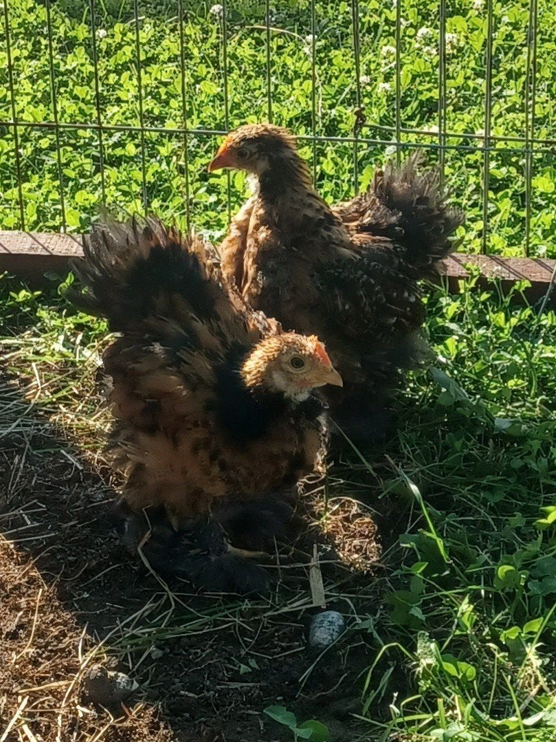 Cochins kriel, Dieren en Toebehoren