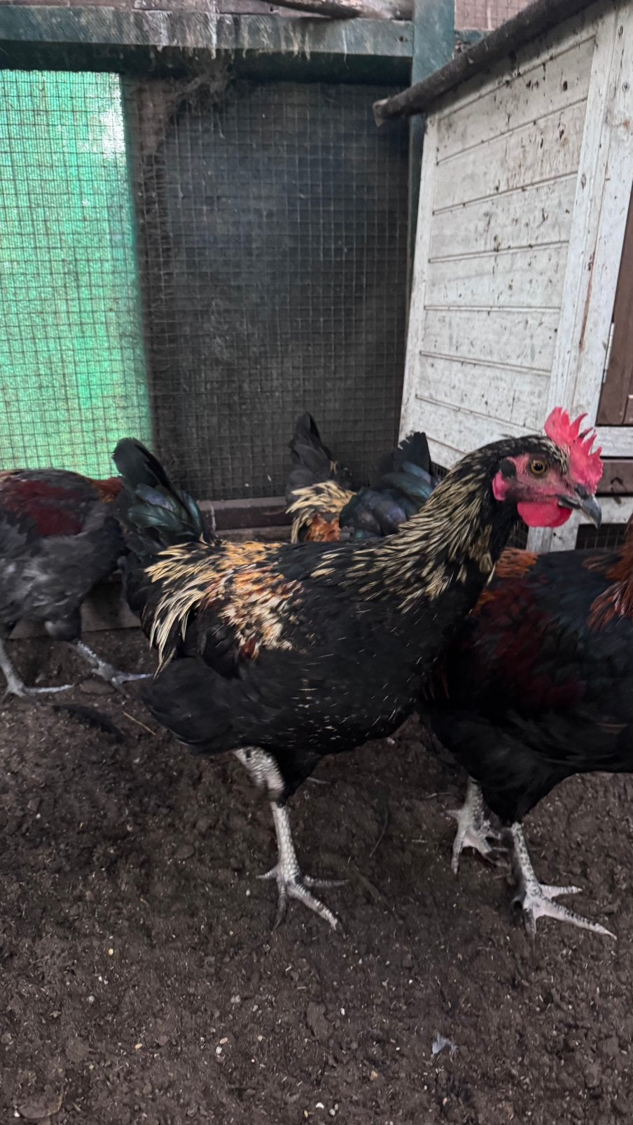 Haan silverrud x marans
