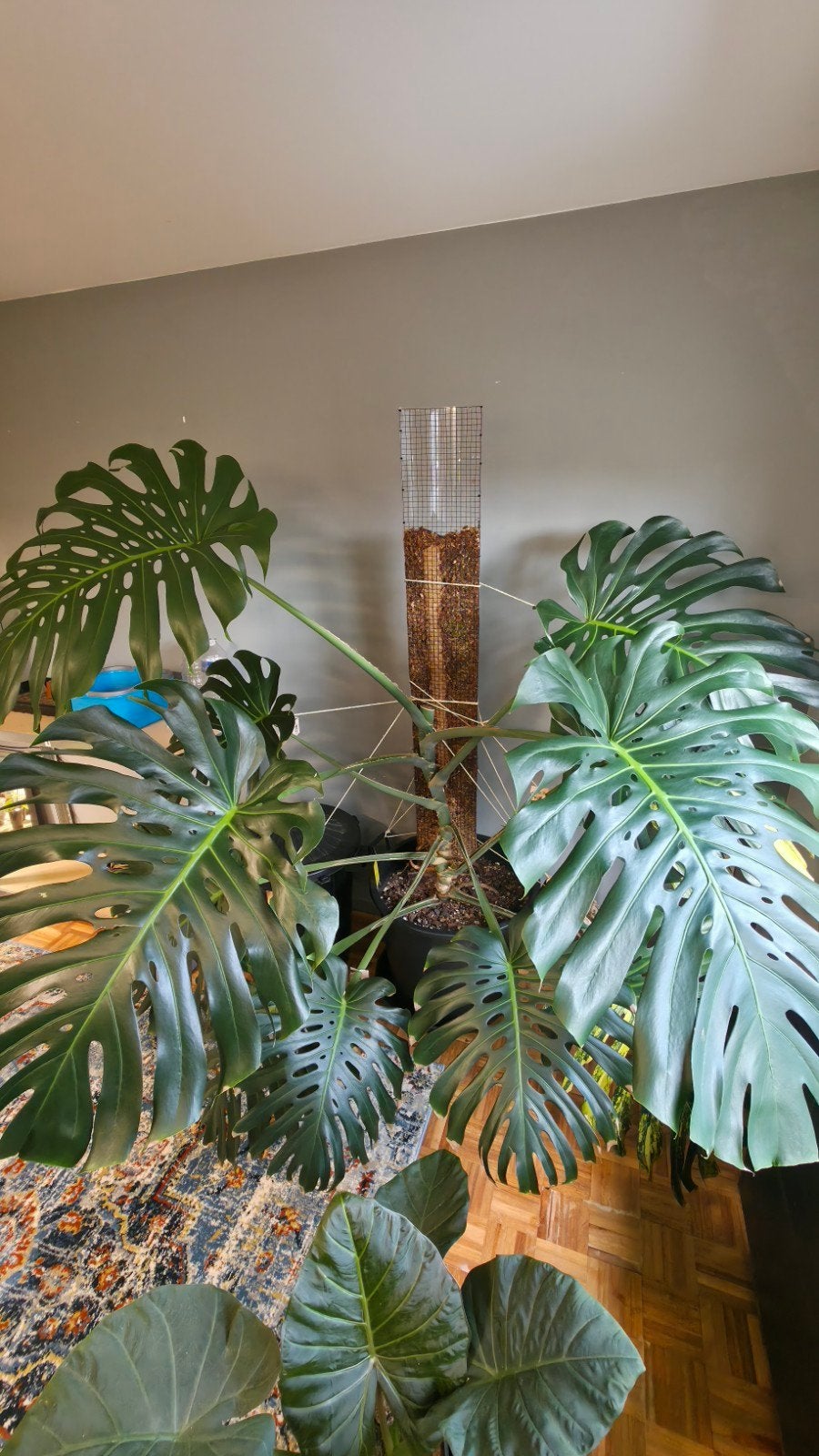 Reverted monstera aurea, Enlèvement