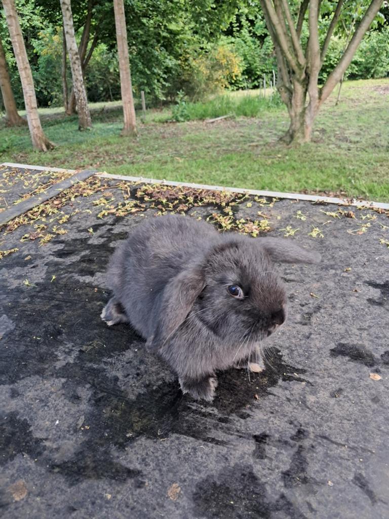Nederlands hangoorkonijn mannetje, Dieren en Toebehoren, Konijnen, Hangoor