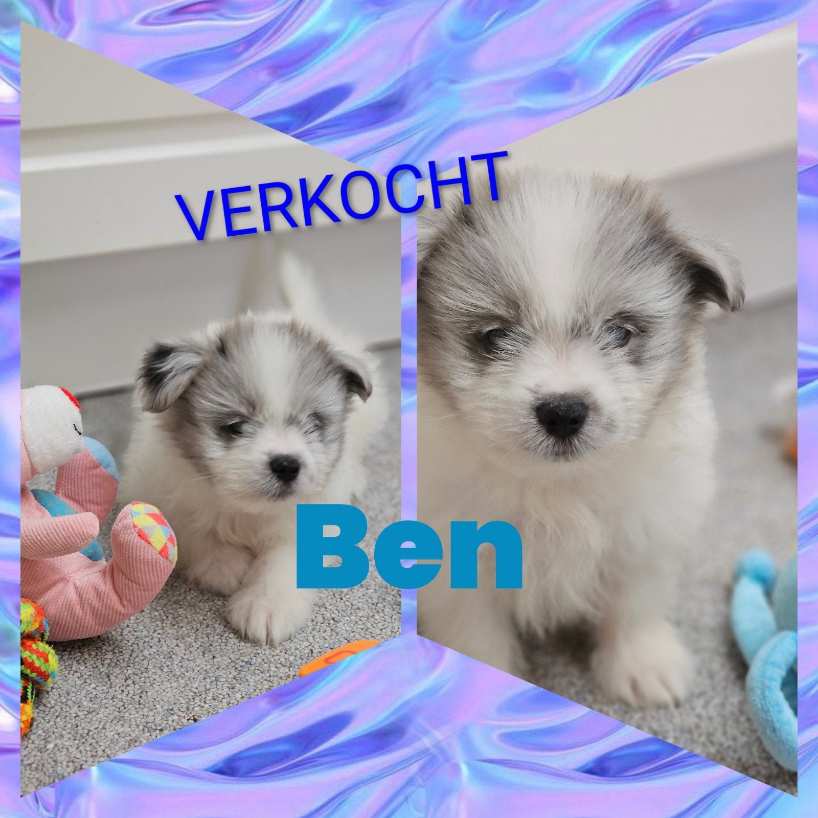 Maltezer kruising  ' Maltipom' in huiselijke kring., Dieren en Toebehoren, Honden | Poolhonden, Keeshonden en Oertypen, België