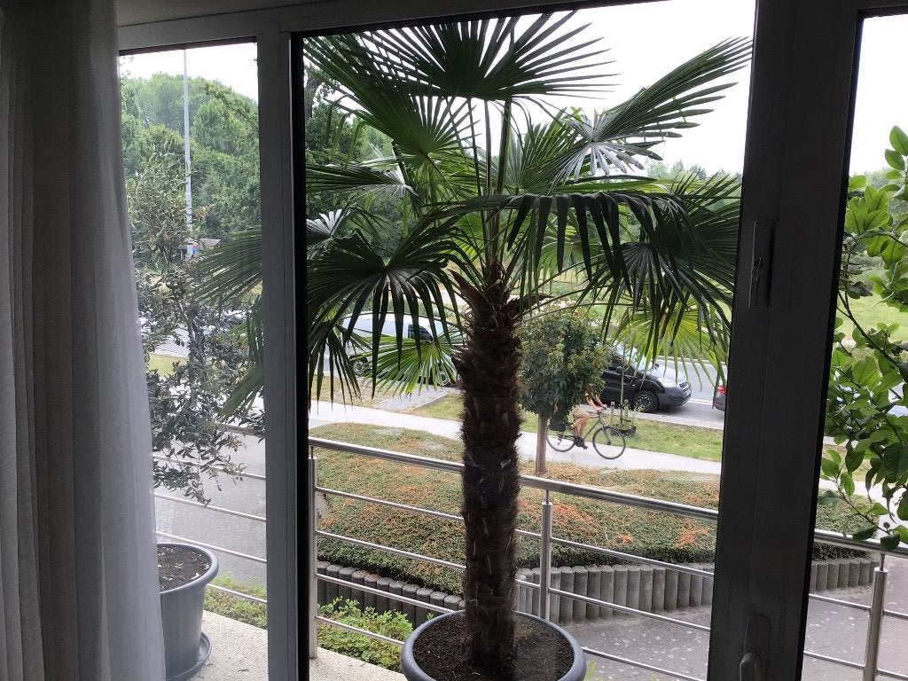 Palmboom, Jardin & Terrasse, Plantes | Arbres, Enlèvement, En pot, Palmier