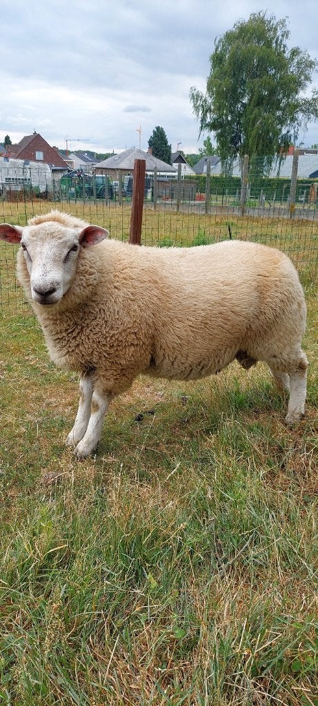 mooie zware swifter/texelram, Animaux & Accessoires, Moutons, Chèvres & Cochons, Mâle, Mouton, 0 à 2 ans