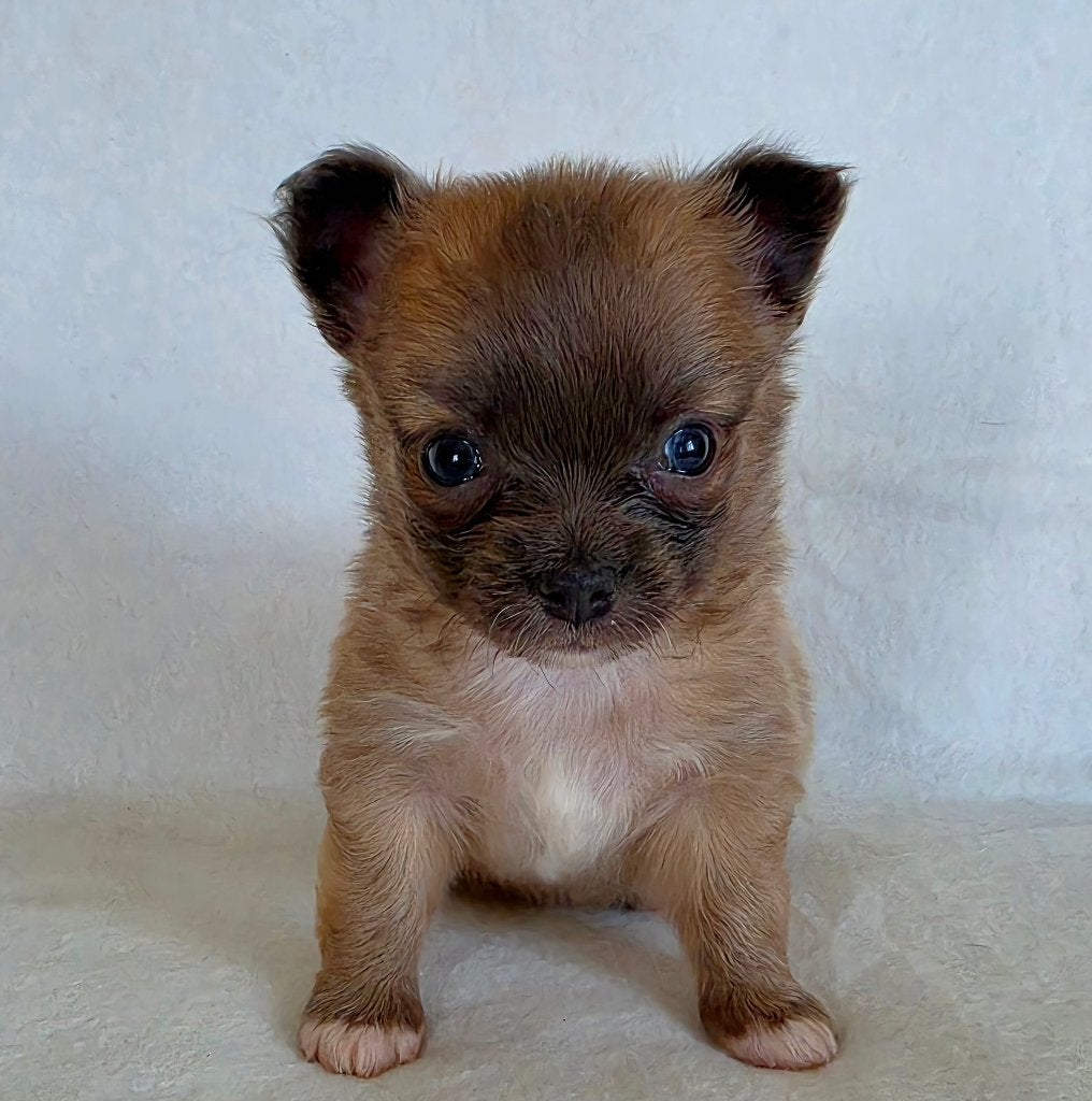 Chihuahua pup (reutje), Parvo, België, Particulier, Reu