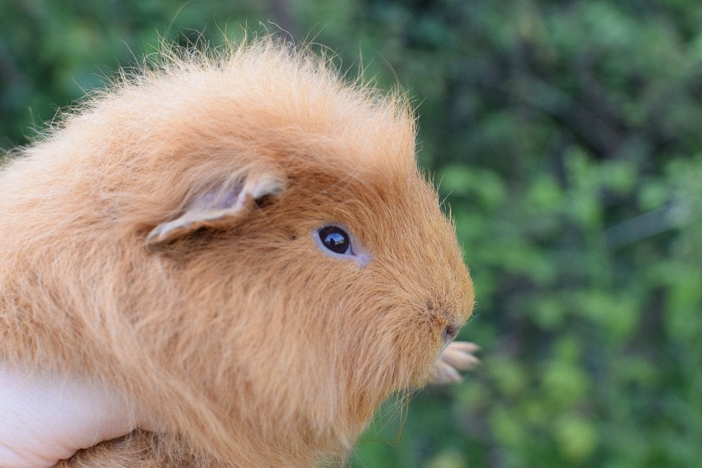Cavia CH Teddy beertjes 2026, Dieren en Toebehoren, Cavia, April, Mannelijk, Tam