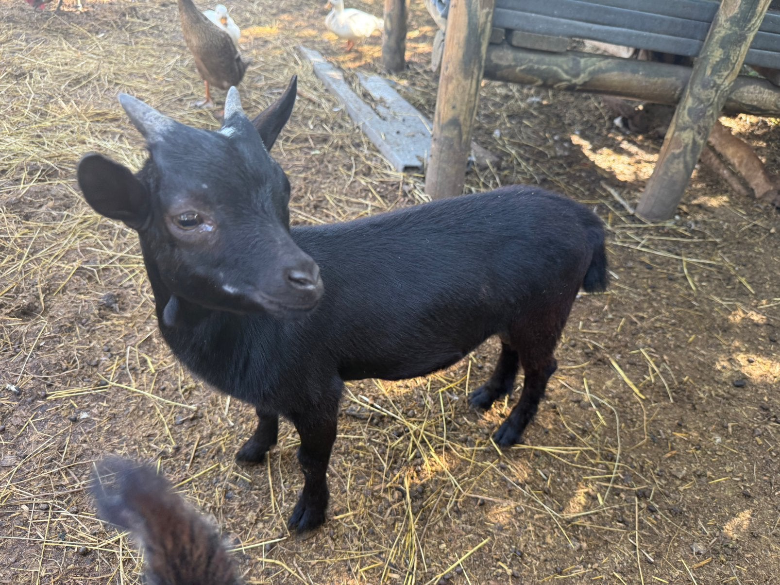 Dwerggeit bokje, Dieren en Toebehoren, Mannelijk, Geit, 0 tot 2 jaar