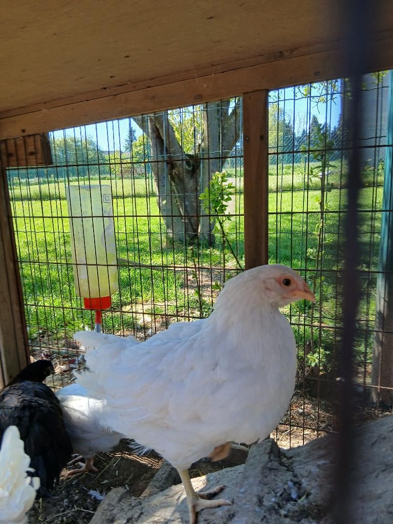 Poulette azur legbar blanche, Electroménager, Enlèvement, Neuf, Fer à repasser sans fil