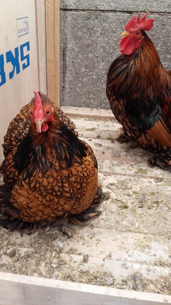 Broedeieren cochin kriel, Dieren en Toebehoren, Pluimvee
