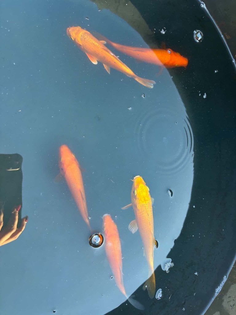 5 Koi – Benigoi, Kohaku & Yamabuki, Karper of Koi