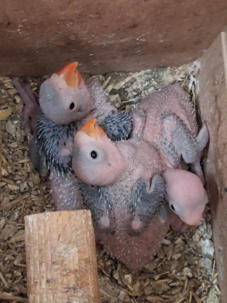 Halsbandparkieten, Dieren en Toebehoren, Vogels | Parkieten en Papegaaien