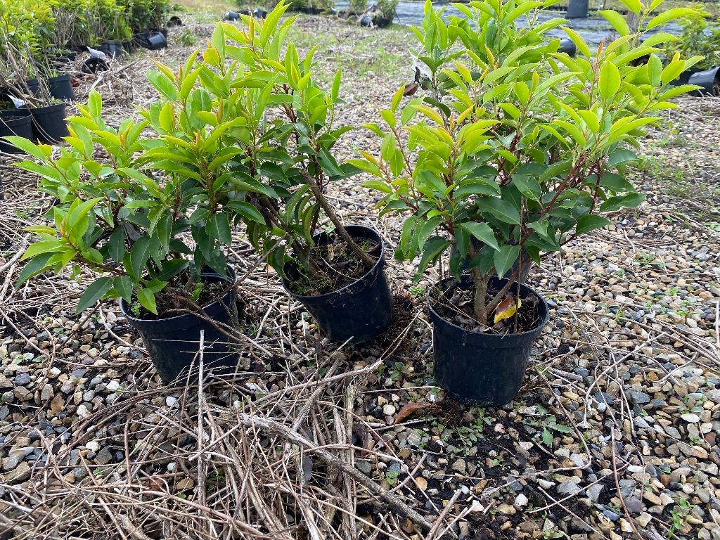 Portugese Laurier, Tuin en Terras, Planten | Struiken en Hagen, Ophalen, Laurier