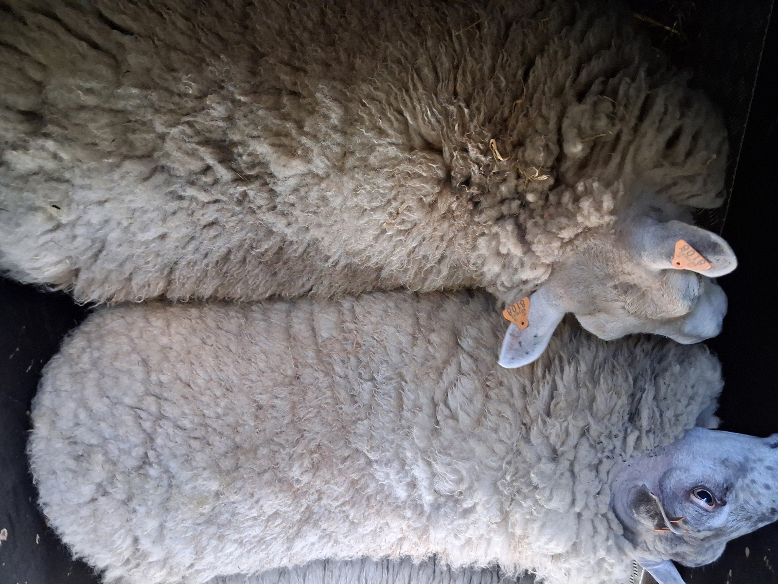 Moutons et brebis, Femelle, Mouton, 0 à 2 ans