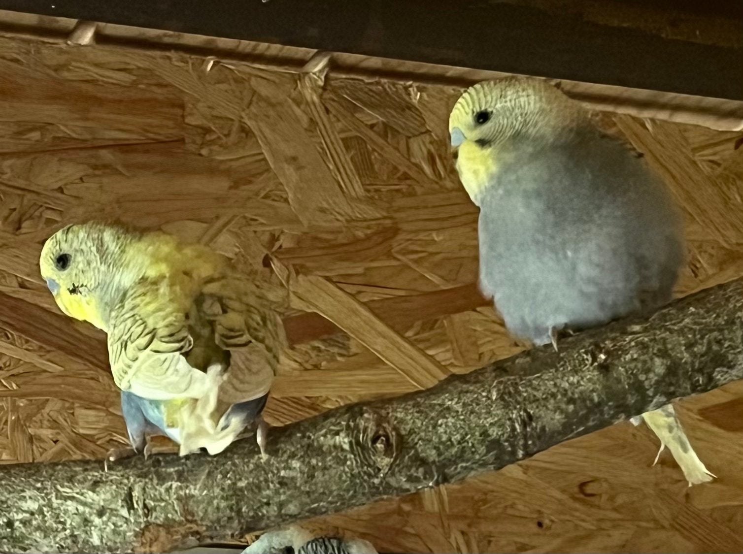 Jonge grasparkieten, Dieren en Toebehoren, Vogels | Parkieten en Papegaaien, Meerdere dieren, Parkiet