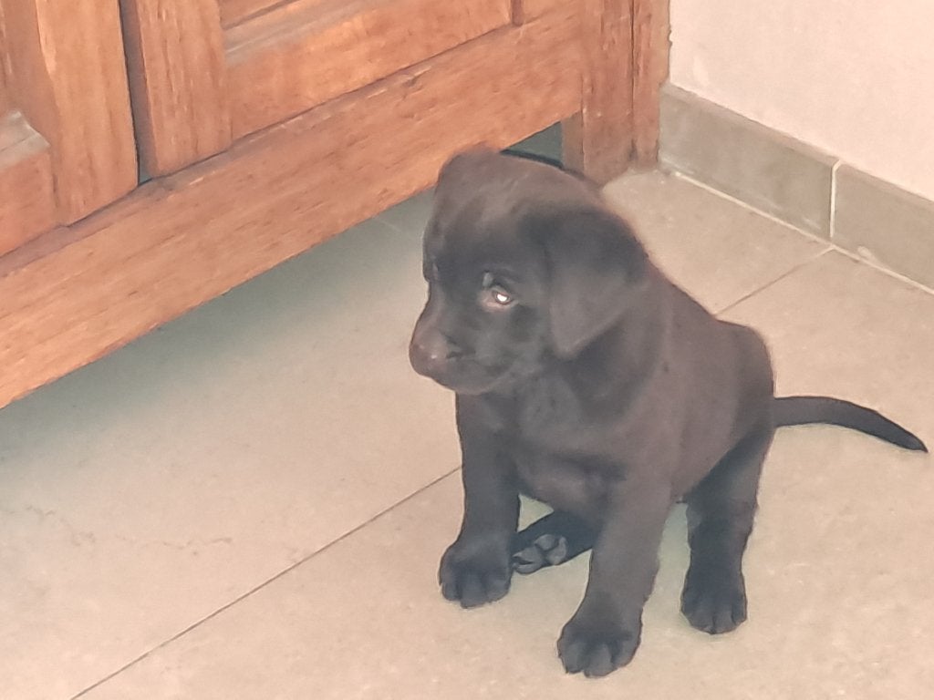 labrador pups, Dieren en Toebehoren, Parvo, België, Particulier, Reu