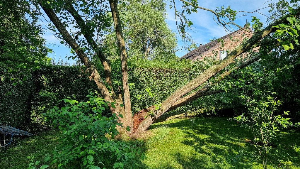 Gratis brandhout wilg, 3 tot 6 m³, Ophalen, Stammen