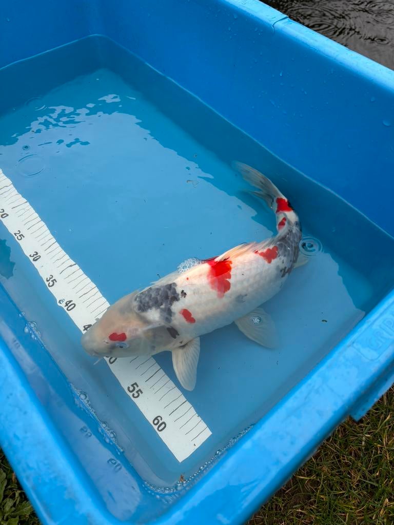 Koi - showa (kweker Isa), Dieren en Toebehoren
