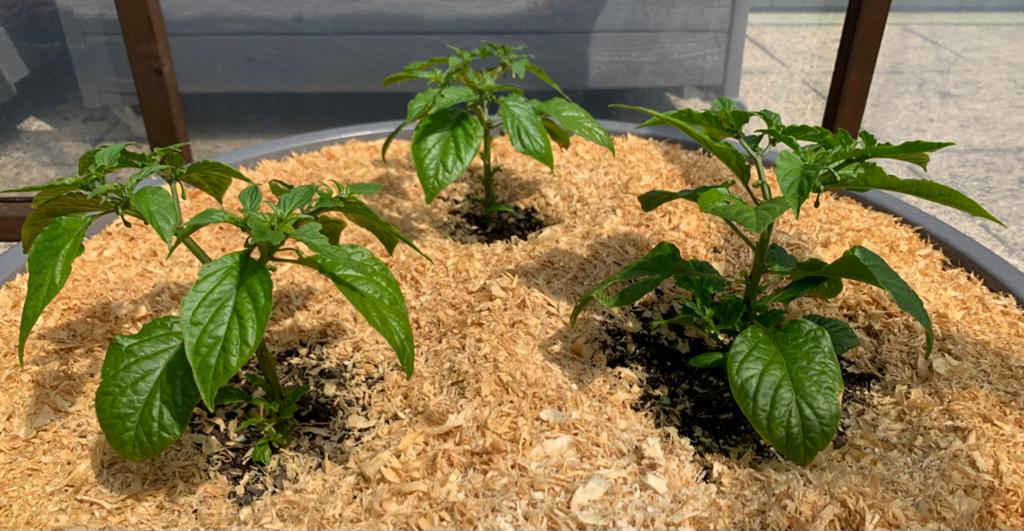 Ghost Peppers Bhut Jolokia - Guinness World Records, Jardin & Terrasse, Enlèvement ou Envoi, Bisannuelle, Plantes potagères, Plein soleil