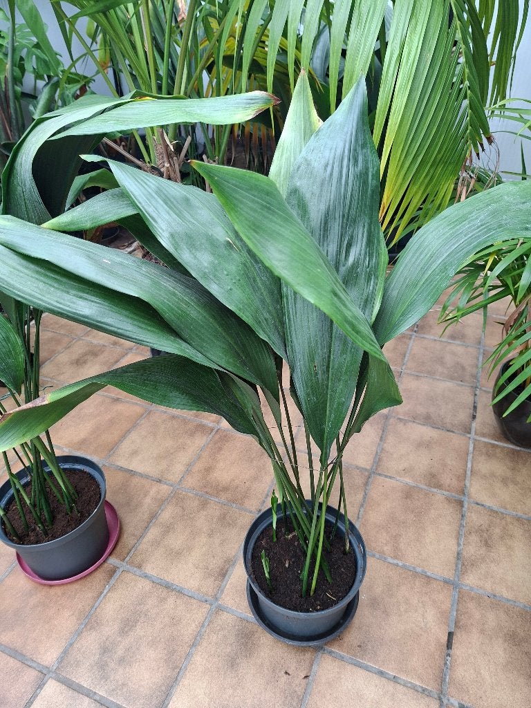 Aspidistra Elatior, Jardin & Terrasse, Plantes | Jardin, Ne fleurit pas, Couvre-sol, Enlèvement, Pleine ombre
