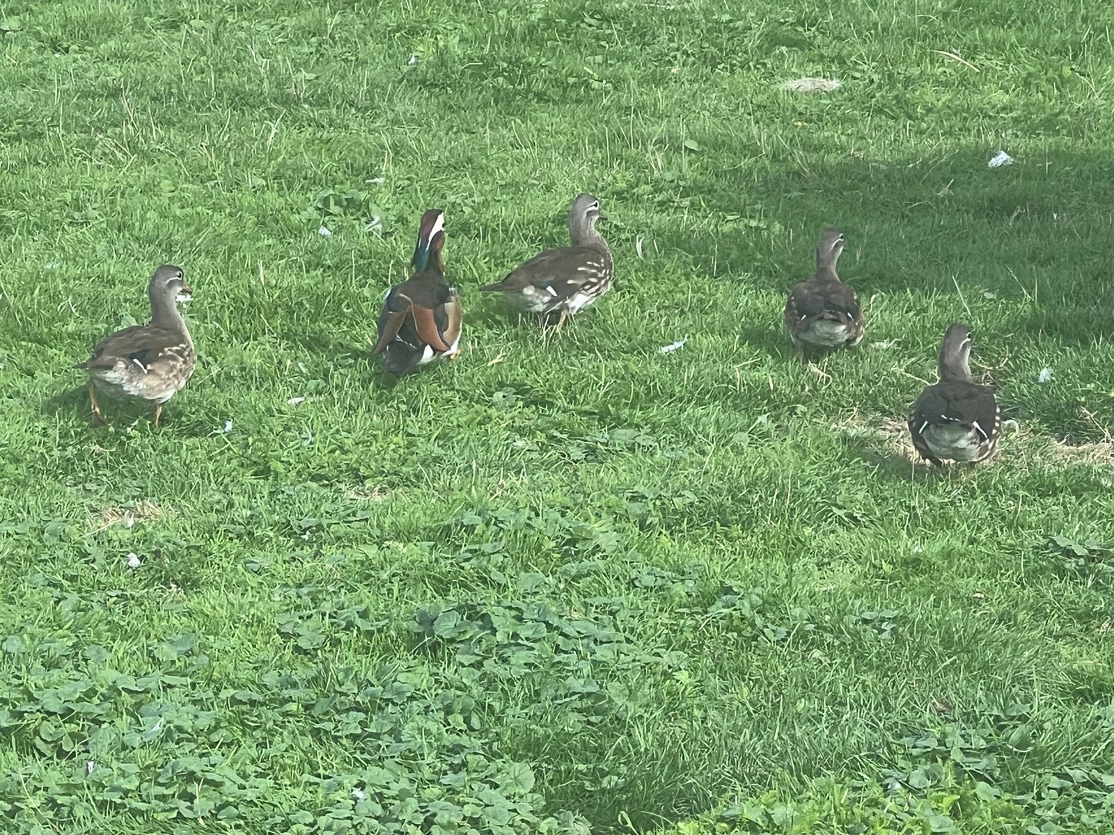 Mandarijneend, Dieren en Toebehoren, Eend