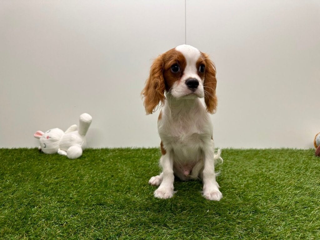 Chiots Cavalier King Charles Spaniel, Hépatite contagieuse (maladie de Rubarth), Plusieurs, Belgique, Plusieurs animaux