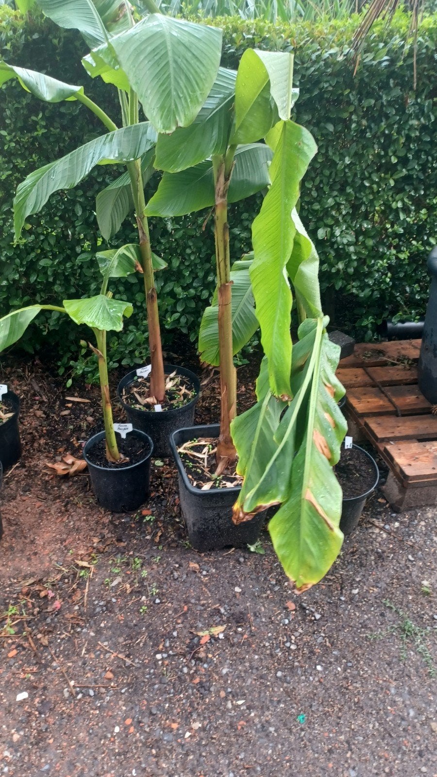 bananenplanten, Tuin en Terras, Ophalen, Zomer, Volle zon