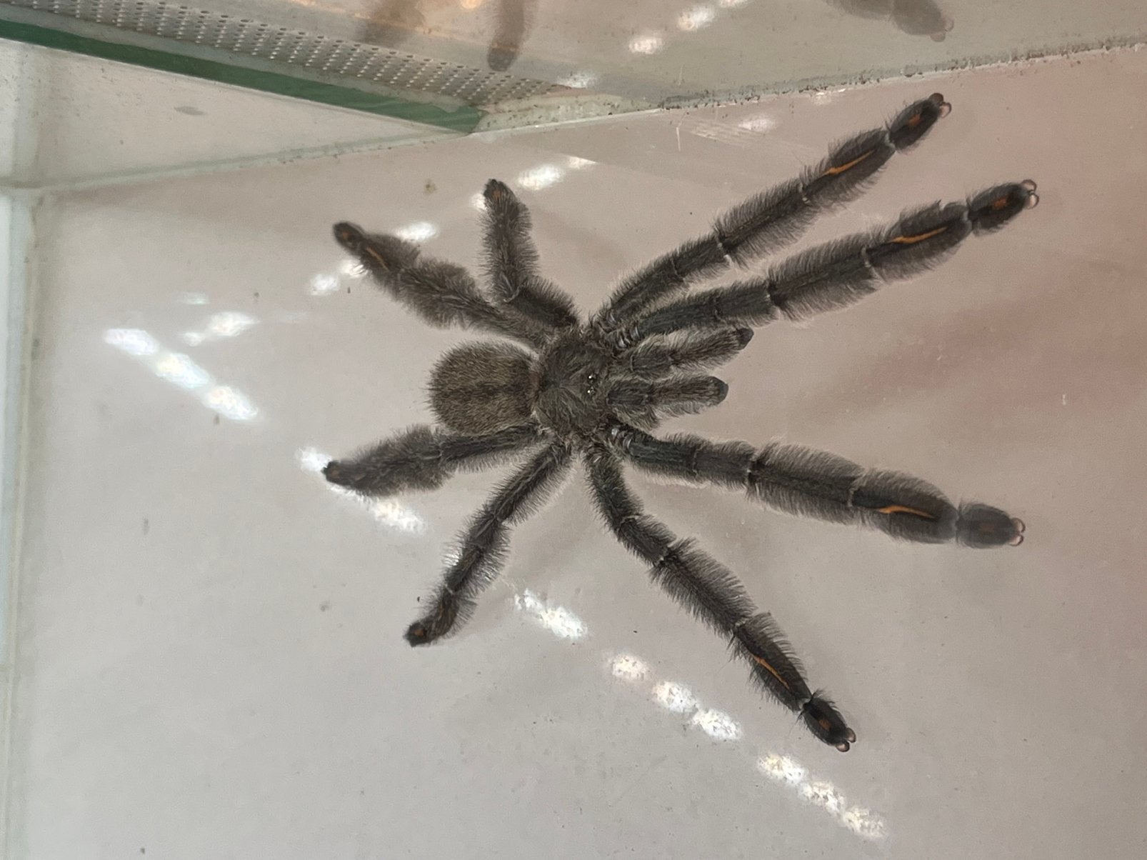 Psalmopoeus irminia - male, Dieren en Toebehoren, Spin of Schorpioen