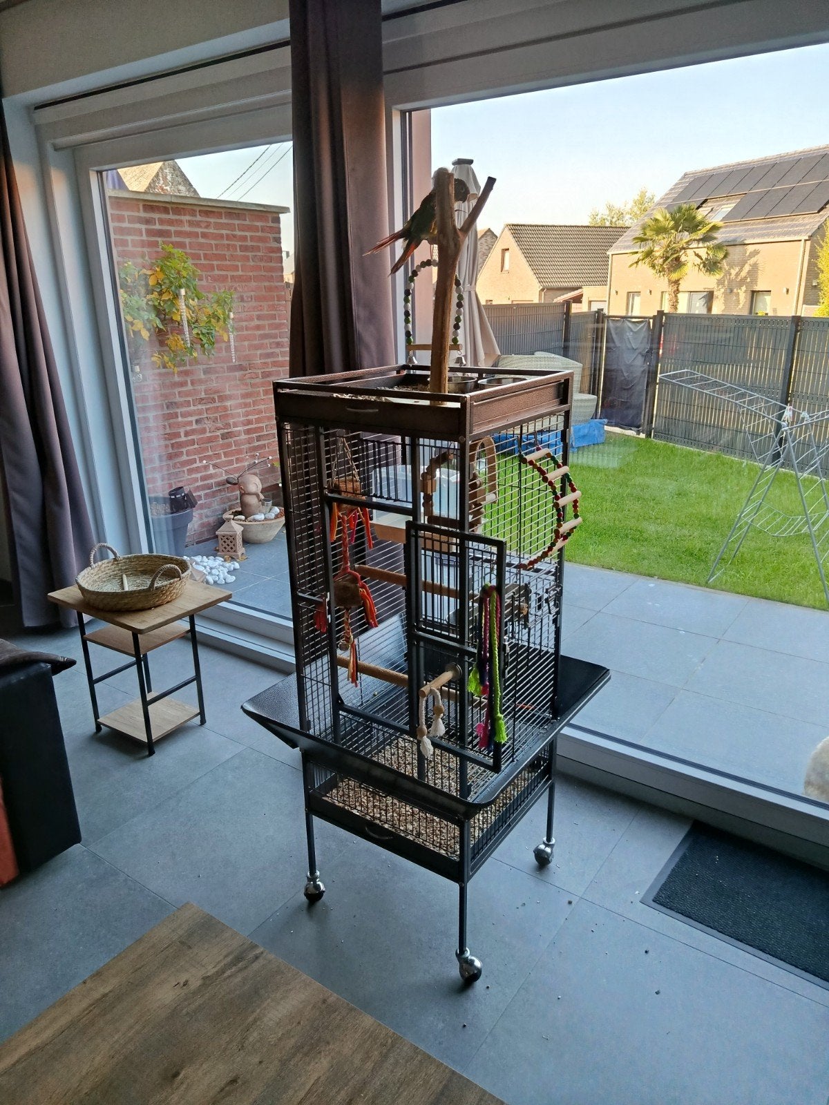 cage est petit perroquet, Enlèvement ou Envoi