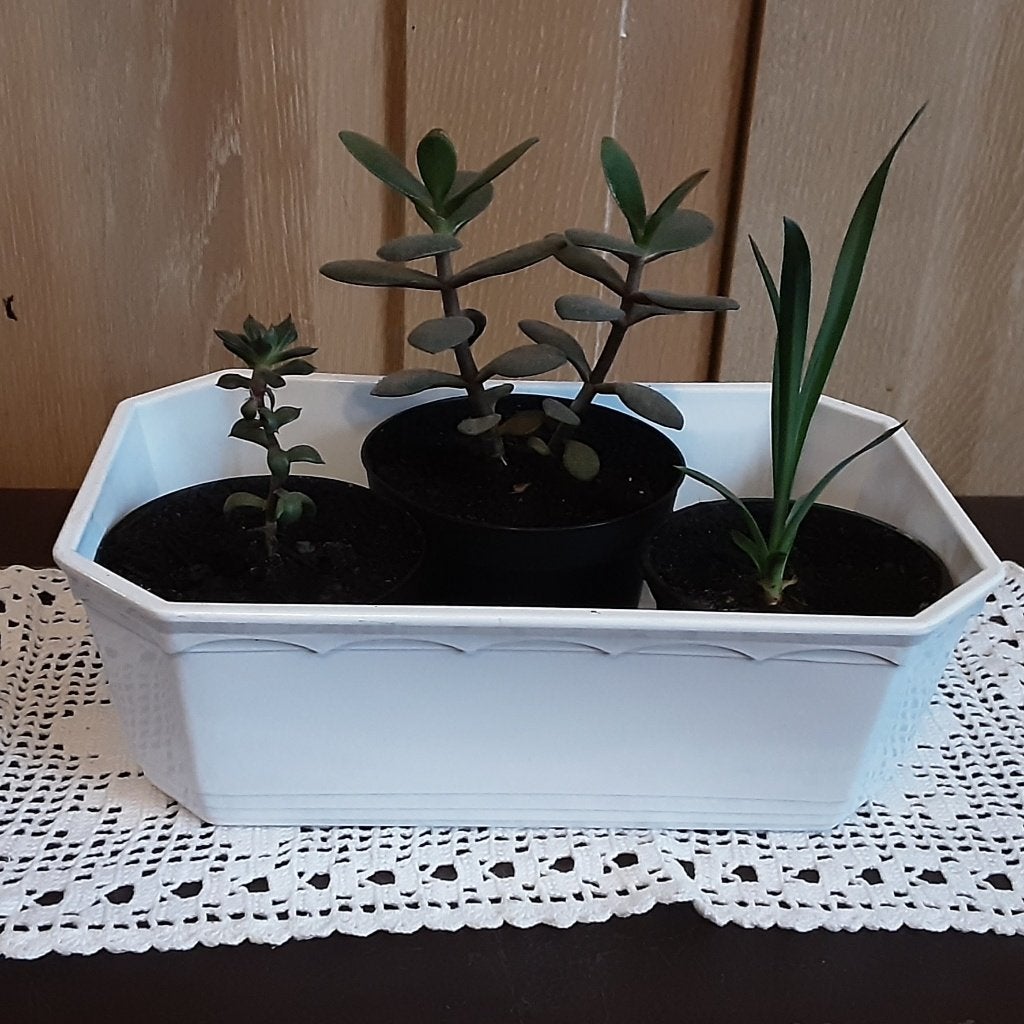 3 plantjes in mooie witte onderschaal, Prijs voor alles, Ophalen of Verzenden, Vetplant, In pot