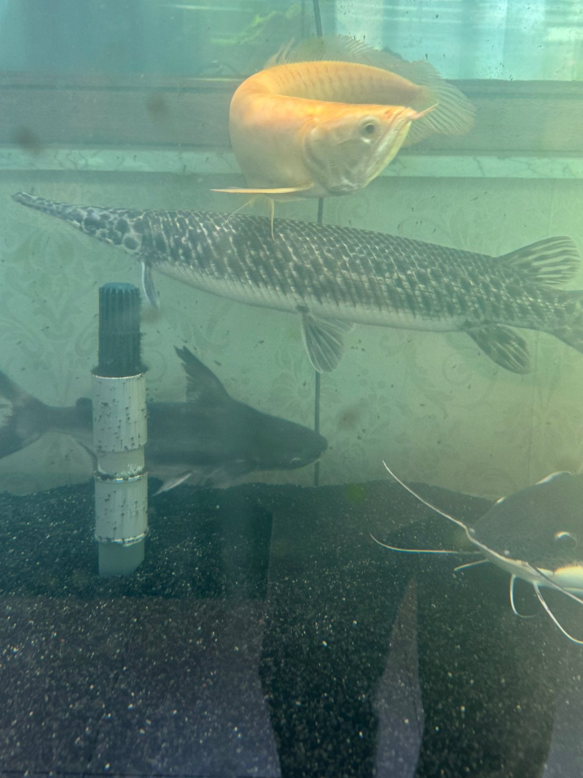 Pangasius