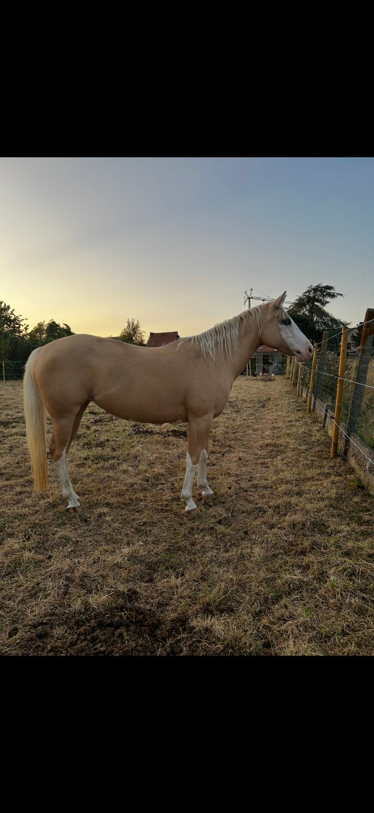 Super brave prachtige quarter merrie, Dieren en Toebehoren, Paarden, Merrie