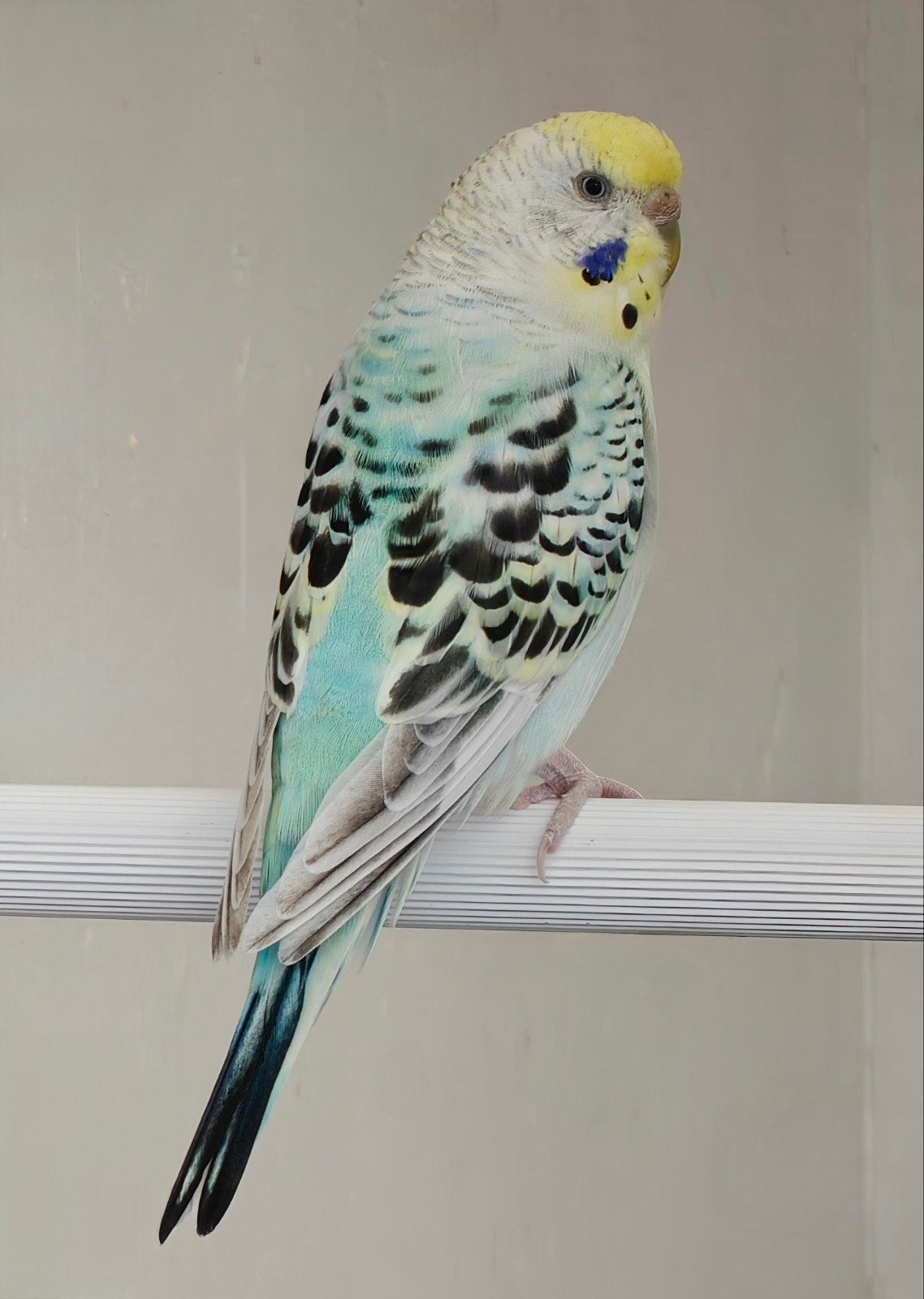 Texas clearbody / pallid pop, Dieren en Toebehoren, Vogels | Parkieten en Papegaaien, Vrouwelijk, Parkiet