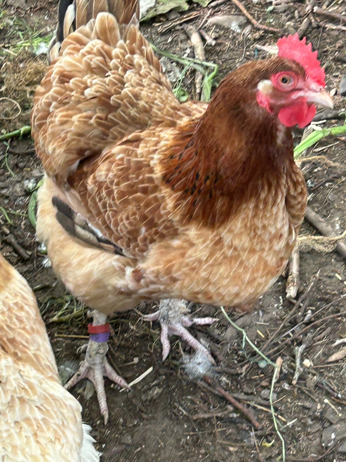 Tarwe marans hennen, Femelle, Poule ou poulet