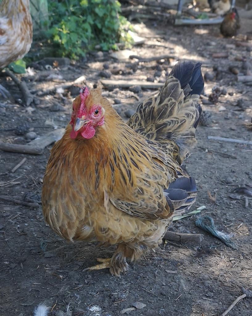 Poules et coqs race naines chabo x sabelpoot /  serama