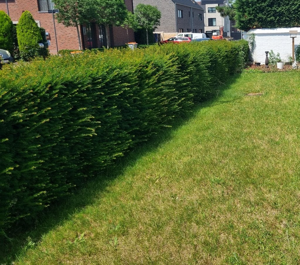 Tuinman gezocht, Tuinonderhoud of Snoeiwerk