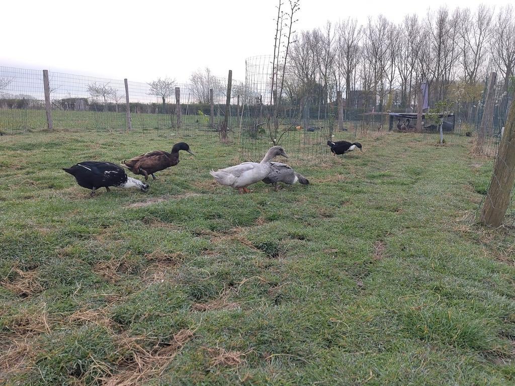 Eendeneitjes om te broeden, Meerdere dieren, Eend