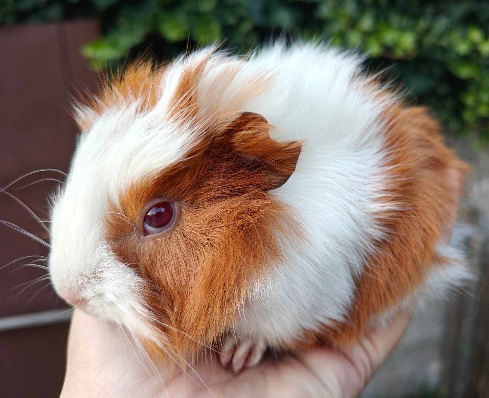 cavia borstel beertje, September, Mannelijk, Cavia